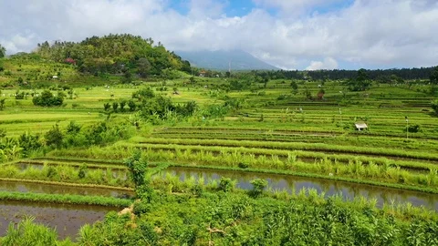Aerial Shots of Bali's famous Rice Paddies! Stock Footage 124357553