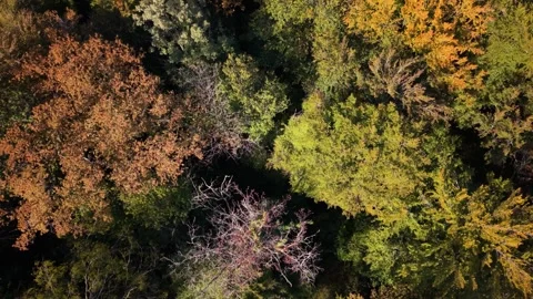 Aerial shots capture the changing colors of leaves in a large forest Stock Footage 346631046