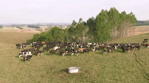 Aerial shots of cattle, cows will be used for beef and dairy production. NZ Stock Footage 155436019