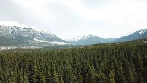 Aerial Shots of a Forest Stock Footage 89455667