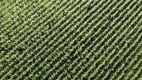 Aerial shots over Corn Fields 4K -close up Stock Footage 204137334