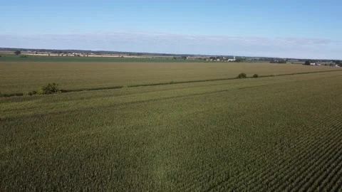 Aerial shots over Corn Fields 4K pull out Stock Footage 204137629