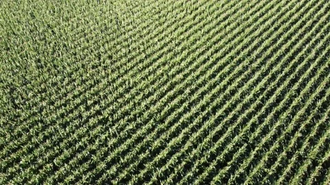 Aerial shots over Corn Fields 4K pull out Stock Footage 204137792