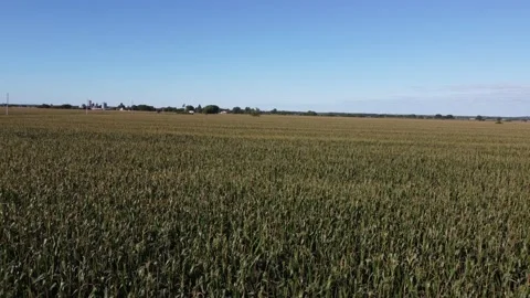 Aerial shots over Corn Fields 4K tilt up Stock Footage 204138296