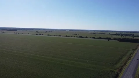 Aerial shots over Corn Fields 4K tilt down Stock Footage 204138654