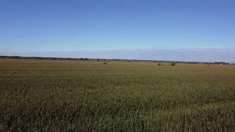 Aerial shots over Corn Fields 4K pull out Stock Footage 204140373