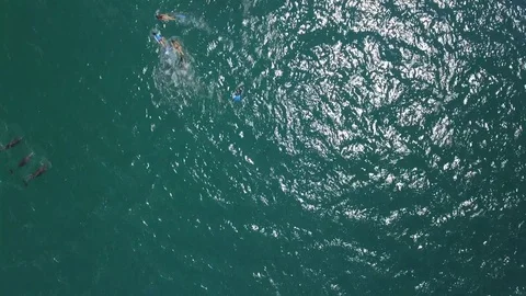 Aerial shots of a pod of dolphins Stock Footage 80175700