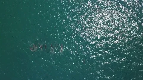 Aerial shots of a pod of dolphins Видео 80175899