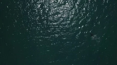 Aerial shots of a pod of dolphins Stock Footage 80425173