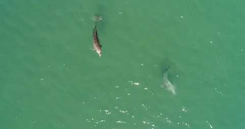 Aerial shots of a pod of dolphins 库存影片 87490170