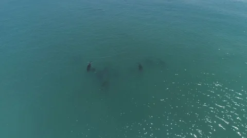 Aerial shots of a pod of dolphins 库存影片 112032815