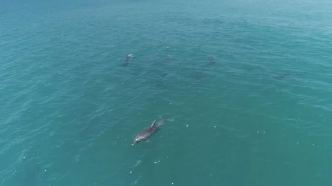 Aerial shots of a pod of dolphins Видео 112067060