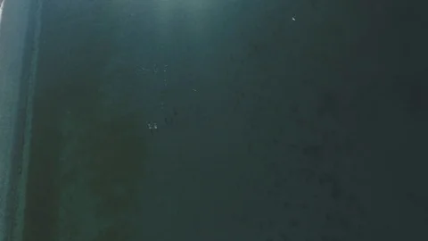 Aerial shots of a pod of dolphins Stock Footage 112103216