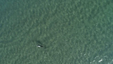 Aerial shots of a pod of dolphins Stock Footage 112108505