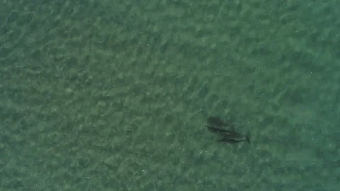 Aerial shots of a pod of dolphins Stock Footage 112108842