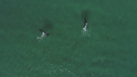 Aerial shots of a pod of dolphins Видео 112112786