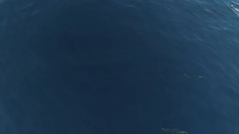 Aerial shots of a pod of dolphins 库存影片 113012282
