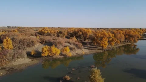Aerial Side Move Along River Beside Golden Populus Euphratica Forest Ejina Stock Footage 330281857