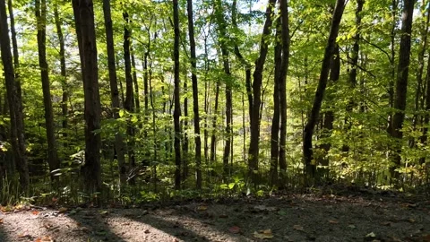 Aerial Side Scroll of Dense Forest Near Barrie Ontario Stock Footage 318197360