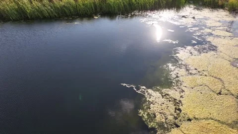 Aerial Side Scroll Over Retention Pond with Duck in Barrie, Ontario Video stock 316991505
