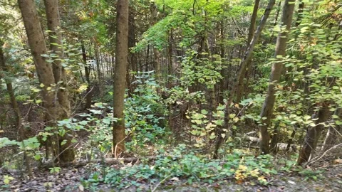 Aerial Side Scroll Over Simcoe Rail Trail Forest Stock Footage 318378656