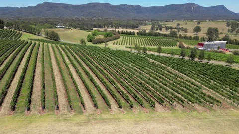 Aerial side tracking shot of landscape, vineyard rows and background mountains Stock Footage 275539832