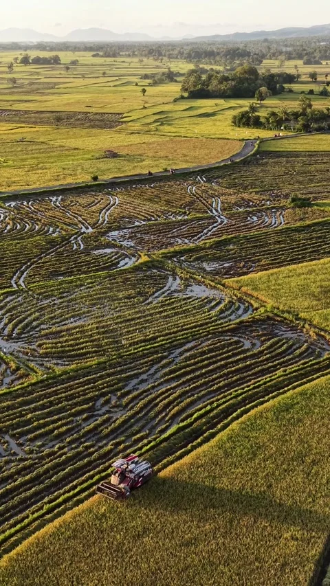 Aerial Side View of Combine Harvester Cutting Rice in Aceh Vídeos de archivo 336042624