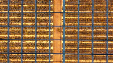Aerial side view of large industrial greenhouses for growing plants in winter 스톡 동영상 150678161