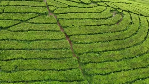 Aerial Side View of Tea Plantation HD Stock Footage 330045697
