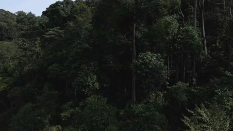 Aerial side view at tropical trees in morning, Asia 動画素材 147235636