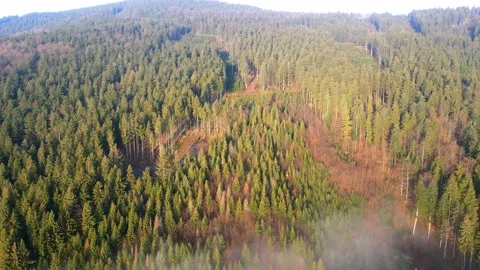 Aerial Sideways Flight Over the Forest in Colorful Countryside Autumn. Stock Footage 169591304