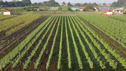 Aerial sideways view of large cucumber field in Malaysia Stock Footage 270423542