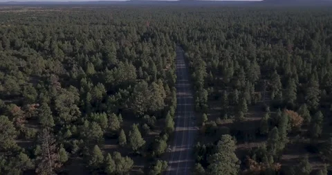 Aerial of single car driving on Empty Small Road in Pine Forest Vídeo Stock 135866967