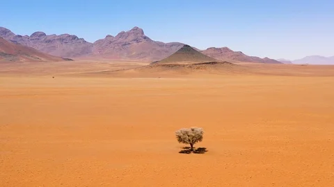 Aerial of a single lonely tree sitting in the middle of the Namib desert, Vidéo 106632101