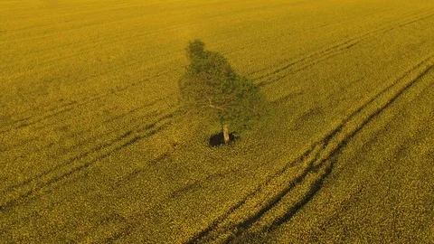 Aerial of single tree in middle of the flowering field Stock Footage 116210304