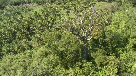 Aerial of a singled out rain forest tree in the midst of palms Video stock 656355