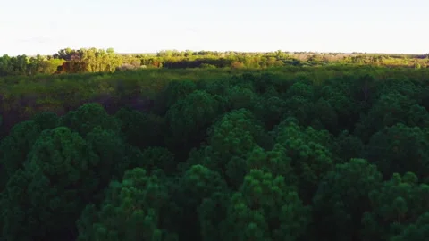 Aerial sky forest treetops front flight drone height 40 meters high angle 25 Stock Footage 246998087