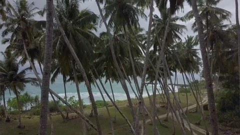 Aerial slide view of inside coconut trees in tropical area Stock Footage 113747457