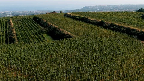 Aerial sliding view of a vineyard on mount Etna in Sicily Stock Footage 120290725