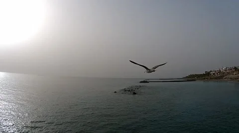 Aerial slow motion of a bird Stock Footage 47561906