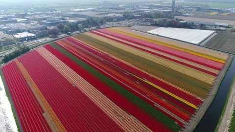Aerial slow motion bird view of multicoloured tulip field located in Lisse 4k Stock Footage 146333205