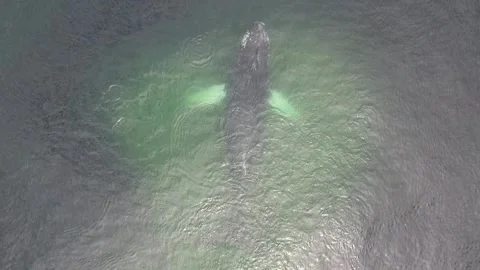 Aerial Slow Motion Close Up of Humpback Swimming and Feeding Vídeos de archivo 201038845