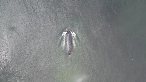 Aerial Slow Motion Close Up of Humpback Swimming Vídeos de archivo 201038878