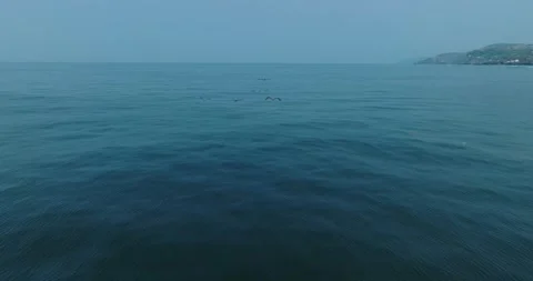 Aerial Slow Motion Drone View Flying Pelicans El Salvador_LunaVista Stock Footage 243146048