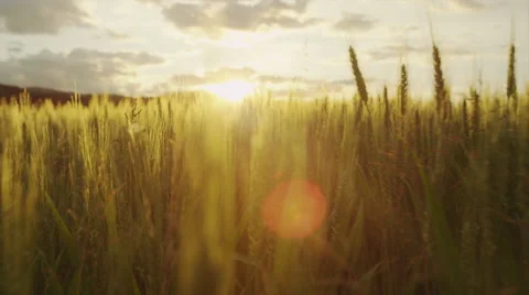AERIAL SLOW MOTION: Flying above the field of young green wheat at sunrise Stock Footage 50620331