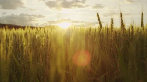 AERIAL SLOW MOTION: Flying above the field of young green wheat at sunrise Stock Footage