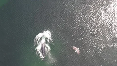 Aerial Slow Motion of Humpback Breaching with bird Vídeos de archivo 201038877