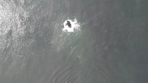 Aerial Slow Motion of Humpback Breaching High Angle Vídeos de archivo 201038879