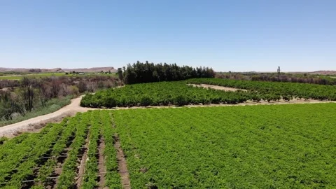 AERIAL SLOW MOTION over grape vineyard Stock Footage 252372383