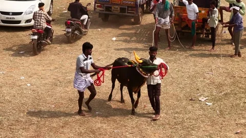 Aerial Slow Motion View of Catching Bull at Siravayal Manjuvirattu Festival Stock Footage 330578024